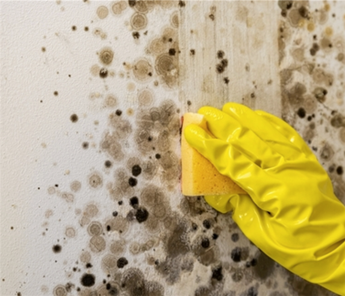 Closet mold growth.